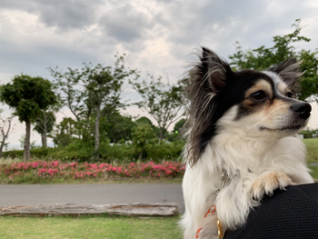 霞ヶ浦ふれあいランドと道の駅たまつくり 犬連れ